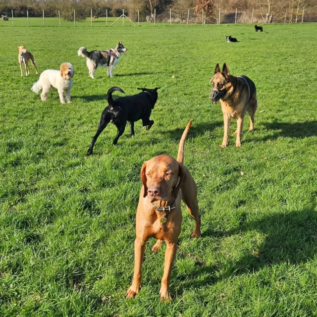 Dog Walking Services by Darren Larkin is the only independent business in the area that utilities a fully enclosed field for your dog/s safety.

Single Sessions ✔️
All-Day Sessions ✔️
Wellness checks ✔️ 
Home Pet Services ✔️
Pet sitting ✔️
Grooming Service ✔️
Out-of-Hours Service ✔️

For more information, please contact 07799 543484 or visit the website for more information. 

dogwalkingservicesdarrenlarkin.co.uk

I am listed on "The Good Dog Guide."

 © Darren Larkin photography 📸