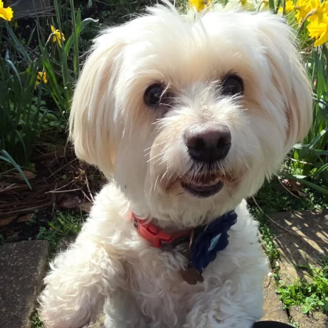 Wellness checks by Dog Walking Services by Darren Larkin is more than just a service to let your dog out for a comfort break.

It's about the relationship, love and bond we form with our clients dog's, so they feel loved and at ease when we arrive. 

We pride ourselves on that personal service we deliver to you and your family member. 

For more information, please contact 07799 543484 or visit the website for more information. 

dogwalkingservicesdarrenlarkin.co.uk

We are listed on "The Good Dog Guide."

 © Darren Larkin photography 📸