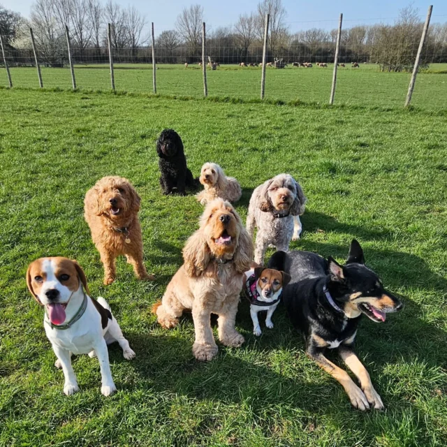 Dog Walking Services by Darren Larkin is the only independent business in the area that utilities a fully enclosed field for your dog/s safety.

Single Sessions ✔️
All-Day Sessions ✔️
Wellness checks ✔️ 
Home Pet Services ✔️
Pet sitting ✔️
Grooming Service ✔️
Out-of-Hours Service ✔️

For more information, please contact 07799 543484 or visit the website for more information. 

dogwalkingservicesdarrenlarkin.co.uk

I am listed on "The Good Dog Guide."

 © Darren Larkin photography 📸