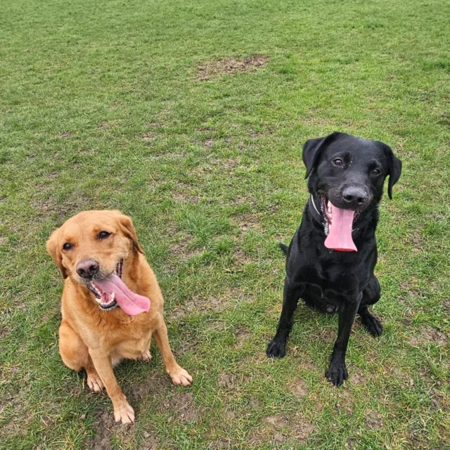 Dog Walking Services by Darren Larkin is the only independent business in the area that utilities a fully enclosed field for your dog/s safety.

Single Sessions ✔️
All-Day Sessions ✔️
Wellness checks ✔️ 
Home Pet Services ✔️
Pet sitting ✔️
Grooming Service ✔️
Out-of-Hours Service ✔️

For more information, please contact 07799 543484 or visit the website for more information. 

dogwalkingservicesdarrenlarkin.co.uk

I am listed on "The Good Dog Guide."

 © Darren Larkin photography 📸