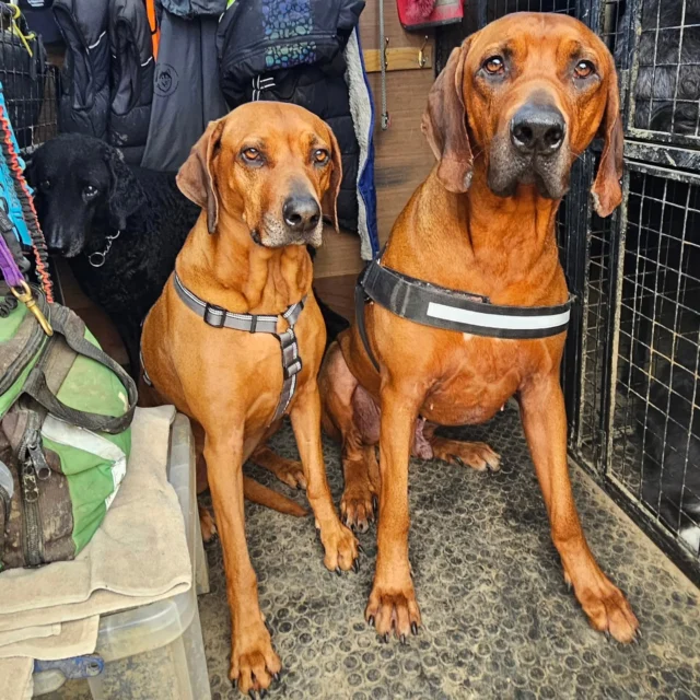 My lovely Ridgebacks on their way to our enclosed field ❤️