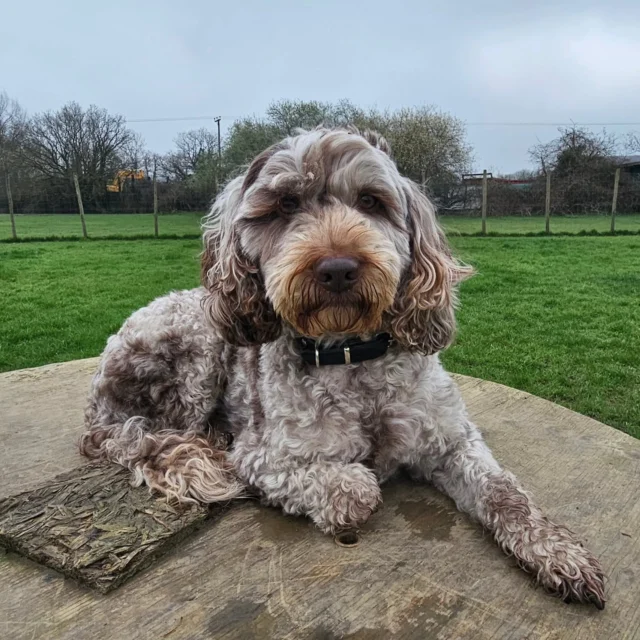 Dog Walking Services by Darren Larkin is the only independent business in the area that utilities a fully enclosed field for your dog/s safety.

Single Sessions ✔️
All-Day Sessions ✔️
Wellness checks ✔️ 
Home Pet Services ✔️
Pet sitting ✔️
Grooming Service ✔️
Out-of-Hours Service ✔️

For more information, please contact 07799 543484 or visit the website for more information. 

dogwalkingservicesdarrenlarkin.co.uk

I am listed on "The Good Dog Guide."

 © Darren Larkin photography 📸