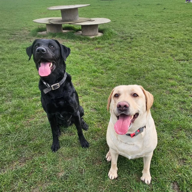 Dog Walking Services by Darren Larkin is the only independent business in the area that utilities a fully enclosed field for your dog/s safety.

We are more than just a service to take your dog out or call round for your wellness service.

It's about the relationship, love and bond we form with our clients dog's, so they feel loved and at ease when we arrive and throughout the day.

We pride ourselves on that personal service we deliver to you and your family member. 

Single Sessions ✔️
All-Day Sessions ✔️
Wellness checks ✔️ 
Home Pet Services ✔️
Pet sitting ✔️
Grooming Service ✔️
Out-of-Hours Service ✔️

For more information, please contact 07799 543484 or visit the website for more information. 

dogwalkingservicesdarrenlarkin.co.uk

We are listed on "The Good Dog Guide."

 © Darren Larkin photography 📸