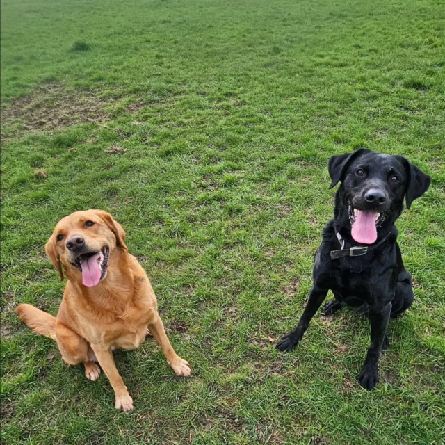 Dog Walking Services by Darren Larkin is the only independent business in the area that utilities a fully enclosed field for your dog/s safety.

Single Sessions ✔️
All-Day Sessions ✔️
Wellness checks ✔️ 
Home Pet Services ✔️
Pet sitting ✔️
Grooming Service ✔️
Out-of-Hours Service ✔️

For more information, please contact 07799 543484 or visit the website for more information. 

dogwalkingservicesdarrenlarkin.co.uk

I am listed on "The Good Dog Guide."

 © Darren Larkin photography 📸