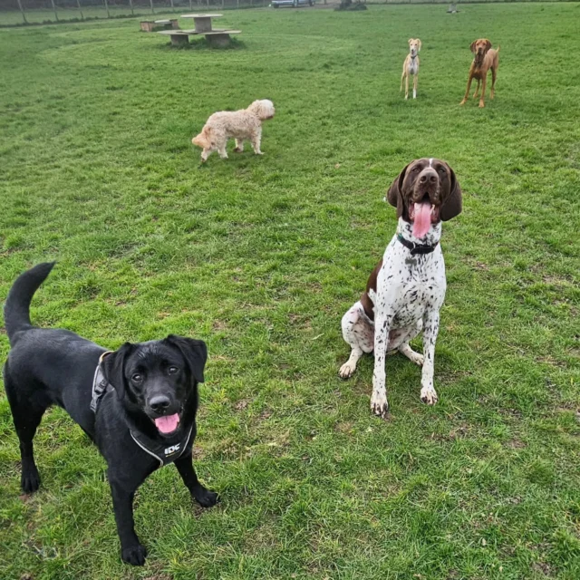 Dog Walking Services by Darren Larkin is the only independent business in the area that utilities a fully enclosed field for your dog/s safety.

We are more than just a service to take your dog out or call round for your wellness service.

It's about the relationship, love and bond we form with our clients dog's, so they feel loved and at ease when we arrive and throughout the day.

We pride ourselves on that personal service we deliver to you and your family member. 

Single Sessions ✔️
All-Day Sessions ✔️
Wellness checks ✔️ 
Home Pet Services ✔️
Pet sitting ✔️
Grooming Service ✔️
Out-of-Hours Service ✔️

For more information, please contact 07799 543484 or visit the website for more information. 

dogwalkingservicesdarrenlarkin.co.uk

We are listed on "The Good Dog Guide."

 © Darren Larkin photography 📸