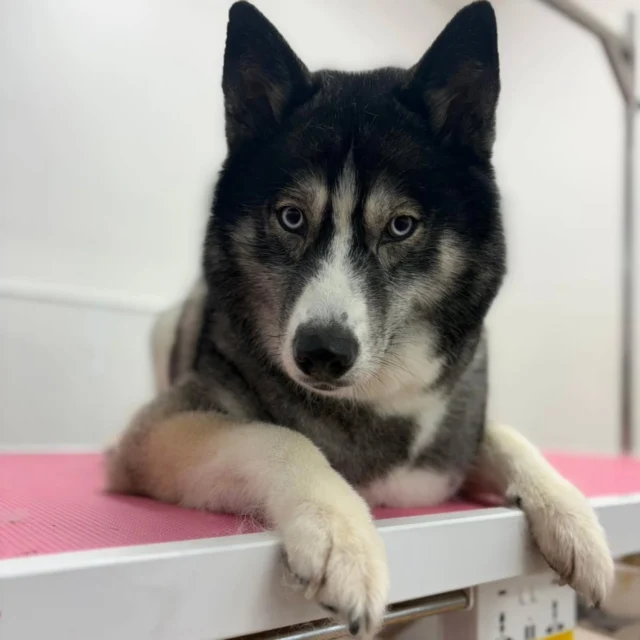 Kitana attended our Dog Grooming business this morning and enjoyed her Full Groom with Kerry.

For more information or to book, please contact
07799 543484 or visit the website below. 

dogwalkingservicesdarrenlarkin.co.uk

 © Wild Paws Dog Grooming photography 📸