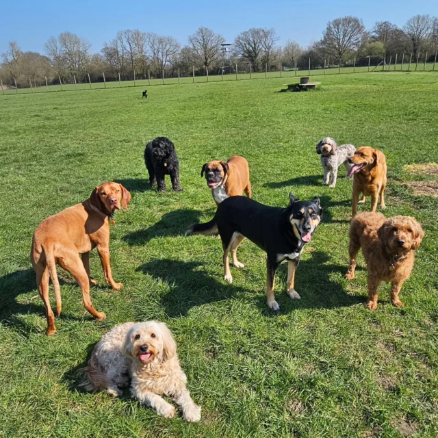 Dog Walking Services by Darren Larkin is the only independent business in the area that utilities a fully enclosed field for your dog/s safety.

We are more than just a service to take your dog out or call round for your wellness service.

It's about the relationship, love and bond we form with our clients dog's, so they feel loved and at ease when we arrive and throughout the day.

We pride ourselves on that personal service we deliver to you and your family member. 

Single Sessions ✔️
All-Day Sessions ✔️
Wellness checks ✔️ 
Home Pet Services ✔️
Pet sitting ✔️
Grooming Service ✔️
Out-of-Hours Service ✔️

For more information, please contact 07799 543484 or visit the website for more information. 

dogwalkingservicesdarrenlarkin.co.uk

We are listed on "The Good Dog Guide."

 © Darren Larkin photography 📸