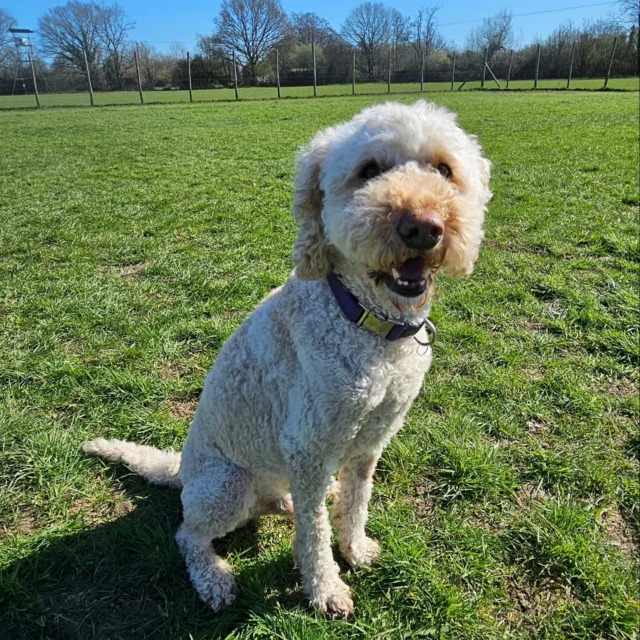 Dog Walking Services by Darren Larkin is the only independent business in the area that utilities a fully enclosed field for your dog/s safety.

We are more than just a service to take your dog out or call round for your wellness service.

It's about the relationship, love and bond we form with our clients dog's, so they feel loved and at ease when we arrive and throughout the day.

We pride ourselves on that personal service we deliver to you and your family member. 

Single Sessions ✔️
All-Day Sessions ✔️
Wellness checks ✔️ 
Home Pet Services ✔️
Pet sitting ✔️
Grooming Service ✔️
Out-of-Hours Service ✔️

For more information, please contact 07799 543484 or visit the website for more information. 

dogwalkingservicesdarrenlarkin.co.uk

We are listed on "The Good Dog Guide."

 © Darren Larkin photography 📸