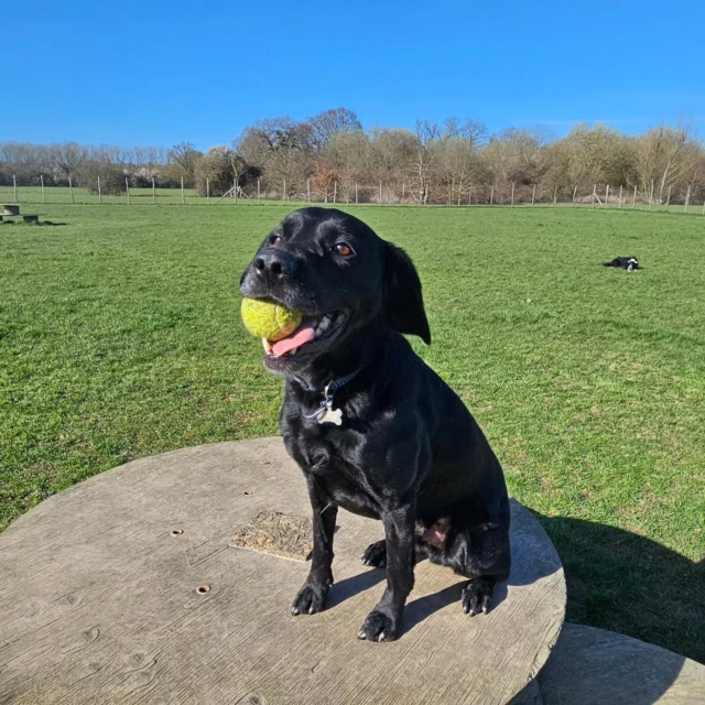 Dog Walking Services by Darren Larkin is the only independent business in the area that utilities a fully enclosed field for your dog/s safety.

We are more than just a service to take your dog out or call round for your wellness service.

It's about the relationship, love and bond we form with our clients dog's, so they feel loved and at ease when we arrive and throughout the day.

We pride ourselves on that personal service we deliver to you and your family member. 

Single Sessions ✔️
All-Day Sessions ✔️
Wellness checks ✔️ 
Home Pet Services ✔️
Pet sitting ✔️
Grooming Service ✔️
Out-of-Hours Service ✔️

For more information, please contact 07799 543484 or visit the website for more information. 

dogwalkingservicesdarrenlarkin.co.uk

We are listed on "The Good Dog Guide."

 © Darren Larkin photography 📸