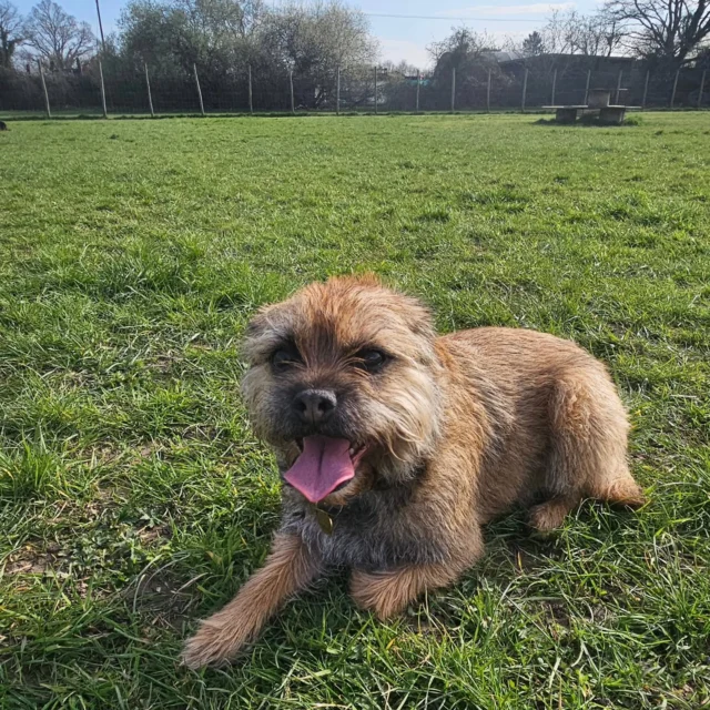 Dog Walking Services by Darren Larkin is the only independent business in the area that utilities a fully enclosed field for your dog/s safety.

We are more than just a service to take your dog out or call round for your wellness service.

It's about the relationship, love and bond we form with our clients dog's, so they feel loved and at ease when we arrive and throughout the day.

We pride ourselves on that personal service we deliver to you and your family member. 

Single Sessions ✔️
All-Day Sessions ✔️
Wellness checks ✔️ 
Home Pet Services ✔️
Pet sitting ✔️
Grooming Service ✔️
Out-of-Hours Service ✔️

For more information, please contact 07799 543484 or visit the website for more information. 

dogwalkingservicesdarrenlarkin.co.uk

We are listed on "The Good Dog Guide."

 © Darren Larkin photography 📸