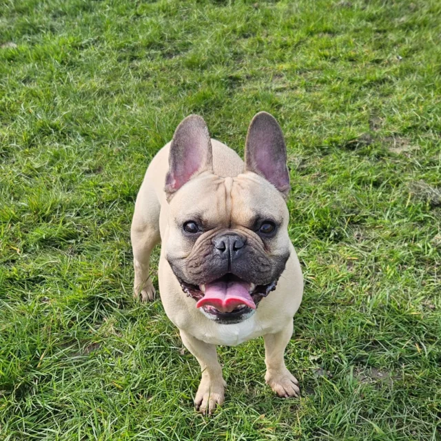 Please welcome Baxter to Dog Walking Services by Darren Larkin 🐕