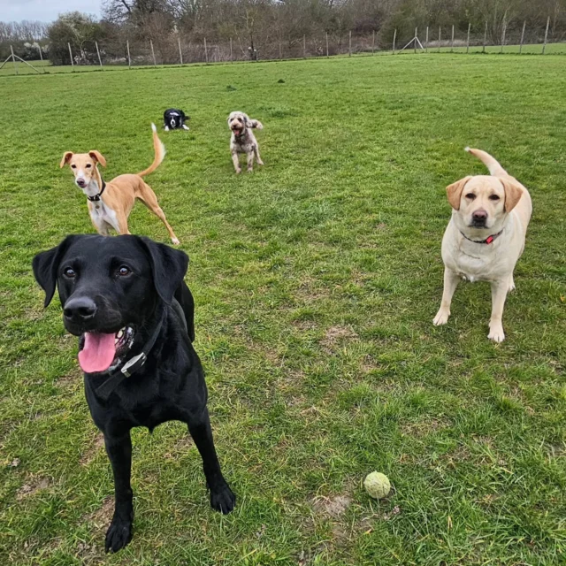 Dog Walking Services by Darren Larkin is the only independent business in the area that utilities a fully enclosed field for your dog/s safety.

We are more than just a service to take your dog out or call round for your wellness service.

It's about the relationship, love and bond we form with our clients dog's, so they feel loved and at ease when we arrive and throughout the day.

We pride ourselves on that personal service we deliver to you and your family member. 

Single Sessions ✔️
All-Day Sessions ✔️
Wellness checks ✔️ 
Home Pet Services ✔️
Pet sitting ✔️
Grooming Service ✔️
Out-of-Hours Service ✔️

For more information, please contact 07799 543484 or visit the website for more information. 

dogwalkingservicesdarrenlarkin.co.uk

We are listed on "The Good Dog Guide."

 © Darren Larkin photography 📸