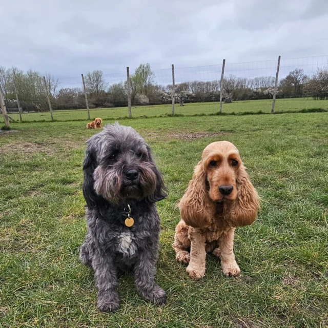 Dog Walking Services by Darren Larkin is the only independent business in the area that utilities a fully enclosed field for your dog/s safety.

We are more than just a service to take your dog out or call round for your wellness service.

It's about the relationship, love and bond we form with our clients dog's, so they feel loved and at ease when we arrive and throughout the day.

We pride ourselves on that personal service we deliver to you and your family member. 

Single Sessions ✔️
All-Day Sessions ✔️
Wellness checks ✔️ 
Home Pet Services ✔️
Pet sitting ✔️
Grooming Service ✔️
Out-of-Hours Service ✔️

For more information, please contact 07799 543484 or visit the website for more information. 

dogwalkingservicesdarrenlarkin.co.uk

We are listed on "The Good Dog Guide."

 © Darren Larkin photography 📸