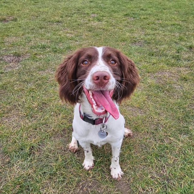 Please welcome Atlas to Dog Walking Services by Darren Larkin 🐕