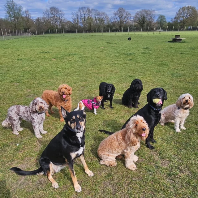 Dog Walking Services by Darren Larkin is the only independent business in the area that utilities a fully enclosed field for your dog/s safety.

We are more than just a service to take your dog out or call round for your wellness service.

It's about the relationship, love and bond we form with our clients dog's, so they feel loved and at ease when we arrive and throughout the day.

We pride ourselves on that personal service we deliver to you and your family member. 

Single Sessions ✔️
All-Day Sessions ✔️
Wellness checks ✔️ 
Home Pet Services ✔️
Pet sitting ✔️
Grooming Service ✔️
Out-of-Hours Service ✔️

For more information, please contact 07799 543484 or visit the website for more information. 

dogwalkingservicesdarrenlarkin.co.uk

We are listed on "The Good Dog Guide."