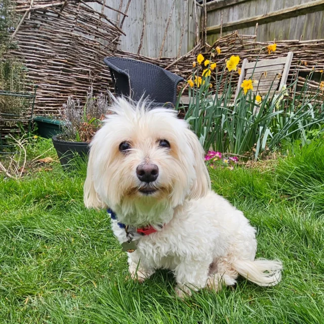 Dog Walking Services by Darren Larkin is the only independent business in the area that utilities a fully enclosed field for your dog/s safety.

We are more than just a service to take your dog out or call round for your wellness service.

It's about the relationship, love and bond we form with our clients dog's, so they feel loved and at ease when we arrive and throughout the day.

We pride ourselves on that personal service we deliver to you and your family member. 

Single Sessions ✔️
All-Day Sessions ✔️
Wellness checks ✔️ 
Home Pet Services ✔️
Pet sitting ✔️
Grooming Service ✔️
Out-of-Hours Service ✔️

For more information, please contact 07799 543484 or visit the website for more information. 

dogwalkingservicesdarrenlarkin.co.uk

We are listed on "The Good Dog Guide."

 © Darren Larkin photography 📸