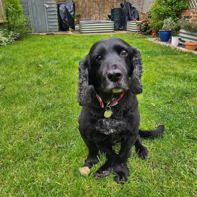 Dog Walking Services by Darren Larkin is the only independent business in the area that utilities a fully enclosed field for your dog/s safety.

We are more than just a service to take your dog out or call round for your wellness service.

It's about the relationship, love and bond we form with our clients dog's, so they feel loved and at ease when we arrive and throughout the day.

We pride ourselves on that personal service we deliver to you and your family member. 

Single Sessions ✔️
All-Day Sessions ✔️
Wellness checks ✔️ 
Home Pet Services ✔️
Pet sitting ✔️
Grooming Service ✔️
Out-of-Hours Service ✔️

For more information, please contact 07799 543484 or visit the website for more information. 

dogwalkingservicesdarrenlarkin.co.uk

We are listed on "The Good Dog Guide."

 © Darren Larkin photography 📸