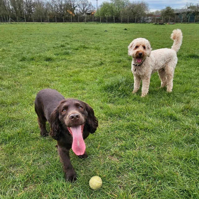 Dog Walking Services by Darren Larkin is the only independent business in the area that utilities a fully enclosed field for your dog/s safety.

We are more than just a service to take your dog out or call round for your wellness service.

It's about the relationship, love and bond we form with our clients dog's, so they feel loved and at ease when we arrive and throughout the day.

We pride ourselves on that personal service we deliver to you and your family member. 

Single Sessions ✔️
All-Day Sessions ✔️
Wellness checks ✔️ 
Home Pet Services ✔️
Pet sitting ✔️
Grooming Service ✔️
Out-of-Hours Service ✔️

For more information, please contact 07799 543484 or visit the website for more information. 

dogwalkingservicesdarrenlarkin.co.uk

We are listed on "The Good Dog Guide."

 © Darren Larkin photography 📸