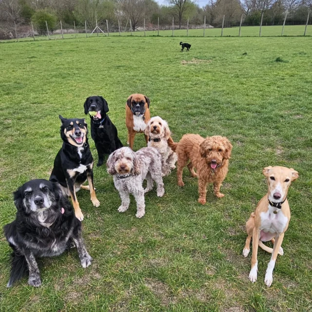 Dog Walking Services by Darren Larkin is the only independent business in the area that utilities a fully enclosed field for your dog/s safety.

We are more than just a service to take your dog out or call round for your wellness service.

It's about the relationship, love and bond we form with our clients dog's, so they feel loved and at ease when we arrive and throughout the day.

We pride ourselves on that personal service we deliver to you and your family member. 

Single Sessions ✔️
All-Day Sessions ✔️
Wellness checks ✔️ 
Home Pet Services ✔️
Pet sitting ✔️
Grooming Service ✔️
Out-of-Hours Service ✔️

For more information, please contact 07799 543484 or visit the website for more information. 

dogwalkingservicesdarrenlarkin.co.uk

We are listed on "The Good Dog Guide."

 © Darren Larkin photography 📸