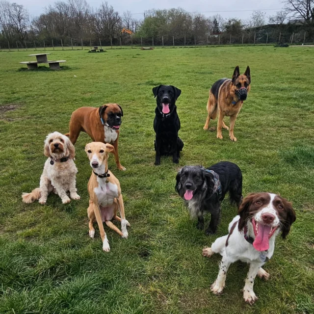 Dog Walking Services by Darren Larkin is the only independent business in the area that utilities a fully enclosed field for your dog/s safety.

We are more than just a service to take your dog out or call round for your wellness service.

It's about the relationship, love and bond we form with our clients dog's, so they feel loved and at ease when we arrive and throughout the day.

We pride ourselves on that personal service we deliver to you and your family member. 

Single Sessions ✔️
All-Day Sessions ✔️
Wellness checks ✔️ 
Home Pet Services ✔️
Pet sitting ✔️
Grooming Service ✔️
Out-of-Hours Service ✔️

For more information, please contact 07799 543484 or visit the website for more information. 

dogwalkingservicesdarrenlarkin.co.uk

We are listed on "The Good Dog Guide."

 © Darren Larkin photography 📸
