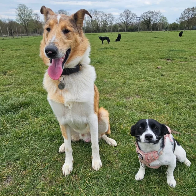 Dog Walking Services by Darren Larkin is the only independent business in the area that utilities a fully enclosed field for your dog/s safety.

We are more than just a service to take your dog out or call round for your wellness service.

It's about the relationship, love and bond we form with our clients dog's, so they feel loved and at ease when we arrive and throughout the day.

We pride ourselves on that personal service we deliver to you and your family member. 

Single Sessions ✔️
All-Day Sessions ✔️
Wellness checks ✔️ 
Home Pet Services ✔️
Pet sitting ✔️
Grooming Service ✔️
Out-of-Hours Service ✔️

For more information, please contact 07799 543484 or visit the website for more information. 

dogwalkingservicesdarrenlarkin.co.uk

We are listed on "The Good Dog Guide."

 © Darren Larkin photography 📸