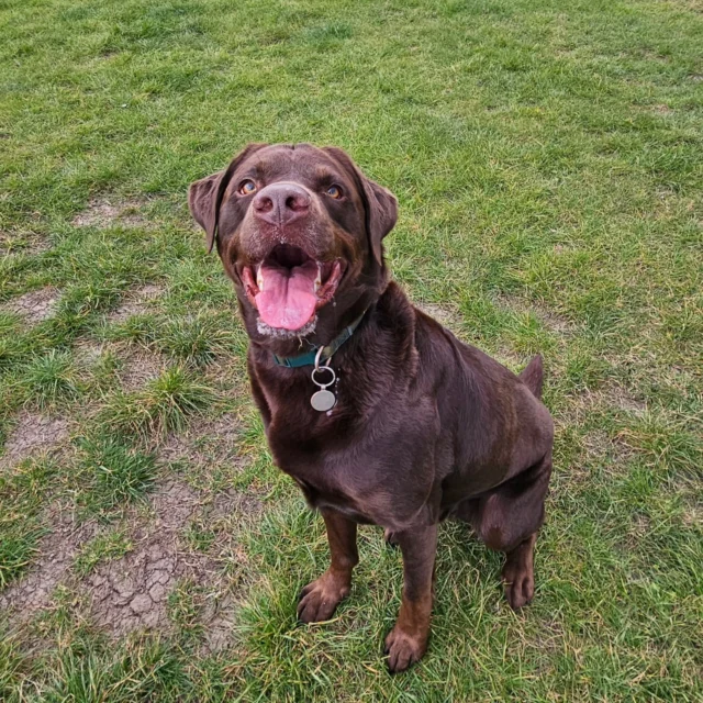 Please welcome Dax to Dog Walking Services by Darren Larkin 🐕