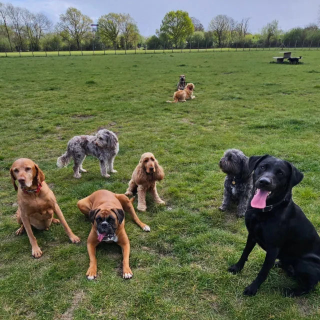 Dog Walking Services by Darren Larkin is the only independent business in the area that utilities a fully enclosed field for your dog/s safety.

We are more than just a service to take your dog out or call round for your wellness service.

It's about the relationship, love and bond we form with our clients dog's, so they feel loved and at ease when we arrive and throughout the day.

We pride ourselves on that personal service we deliver to you and your family member. 

Single Sessions ✔️
All-Day Sessions ✔️
Wellness checks ✔️ 
Home Pet Services ✔️
Pet sitting ✔️
Grooming Service ✔️
Out-of-Hours Service ✔️

For more information, please contact 07799 543484 or visit the website for more information. 

dogwalkingservicesdarrenlarkin.co.uk

We are listed on "The Good Dog Guide."