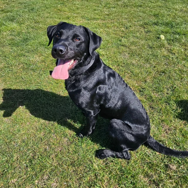 Dog Walking Services by Darren Larkin is the only independent business in the area that utilities a fully enclosed field for your dog/s safety.

We are more than just a service to take your dog out or call round for your wellness service.

It's about the relationship, love and bond we form with our clients dog's, so they feel loved and at ease when we arrive and throughout the day.

We pride ourselves on that personal service we deliver to you and your family member. 

Single Sessions ✔️
All-Day Sessions ✔️
Wellness checks ✔️ 
Home Pet Services ✔️
Pet sitting ✔️
Grooming Service ✔️
Out-of-Hours Service ✔️

For more information, please contact 07799 543484 or visit the website for more information. 

dogwalkingservicesdarrenlarkin.co.uk

We are listed on "The Good Dog Guide."