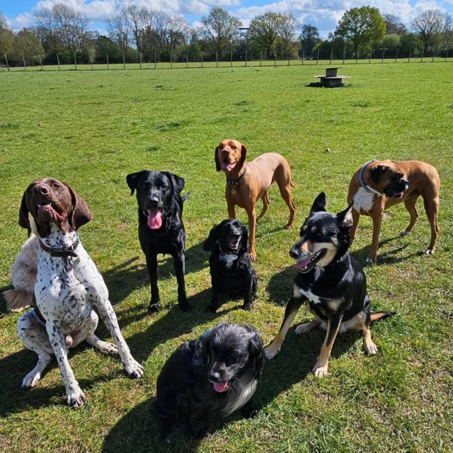 Dog Walking Services by Darren Larkin is the only independent business in the area that utilities a fully enclosed field for your dog/s safety.

We are more than just a service to take your dog out or call round for your wellness service.

It's about the relationship, love and bond we form with our clients dog's, so they feel loved and at ease when we arrive and throughout the day.

We pride ourselves on that personal service we deliver to you and your family member. 

Single Sessions ✔️
All-Day Sessions ✔️
Wellness checks ✔️ 
Home Pet Services ✔️
Pet sitting ✔️
Grooming Service ✔️
Out-of-Hours Service ✔️

For more information, please contact 07799 543484 or visit the website for more information. 

dogwalkingservicesdarrenlarkin.co.uk

We are listed on "The Good Dog Guide."