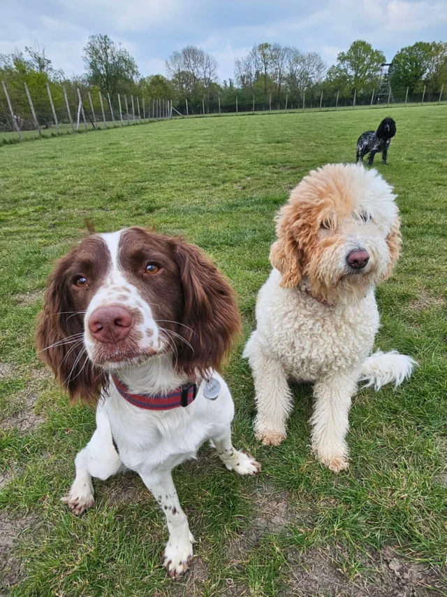 Dog Walking Services by Darren Larkin is the only independent business in the area that utilities a fully enclosed field for your dog/s safety.

We are more than just a service to take your dog out or call round for your wellness service.

It's about the relationship, love and bond we form with our clients dog's, so they feel loved and at ease when we arrive and throughout the day.

We pride ourselves on that personal service we deliver to you and your family member. 

Single Sessions ✔️
All-Day Sessions ✔️
Wellness checks ✔️ 
Home Pet Services ✔️
Pet sitting ✔️
Grooming Service ✔️
Out-of-Hours Service ✔️

For more information, please contact 07799 543484 or visit the website for more information. 

dogwalkingservicesdarrenlarkin.co.uk

We are listed on "The Good Dog Guide."