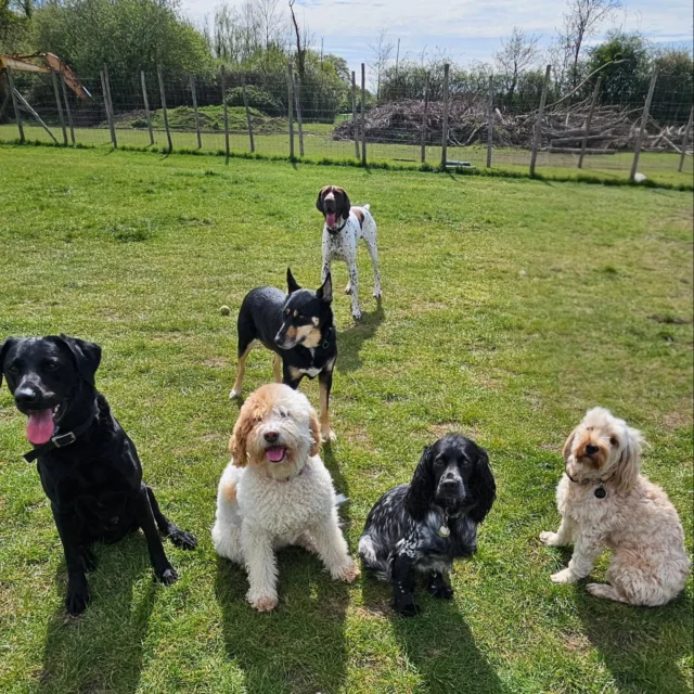 Dog Walking Services by Darren Larkin is the only independent business in the area that utilities a fully enclosed field for your dog/s safety.

We are more than just a service to take your dog out or call round for your wellness service.

It's about the relationship, love and bond we form with our clients dog's, so they feel loved and at ease when we arrive and throughout the day.

We pride ourselves on that personal service we deliver to you and your family member. 

Single Sessions ✔️
All-Day Sessions ✔️
Wellness checks ✔️ 
Home Pet Services ✔️
Pet sitting ✔️
Grooming Service ✔️
Out-of-Hours Service ✔️

For more information, please contact 07799 543484 or visit the website for more information. 

dogwalkingservicesdarrenlarkin.co.uk

We are listed on "The Good Dog Guide."