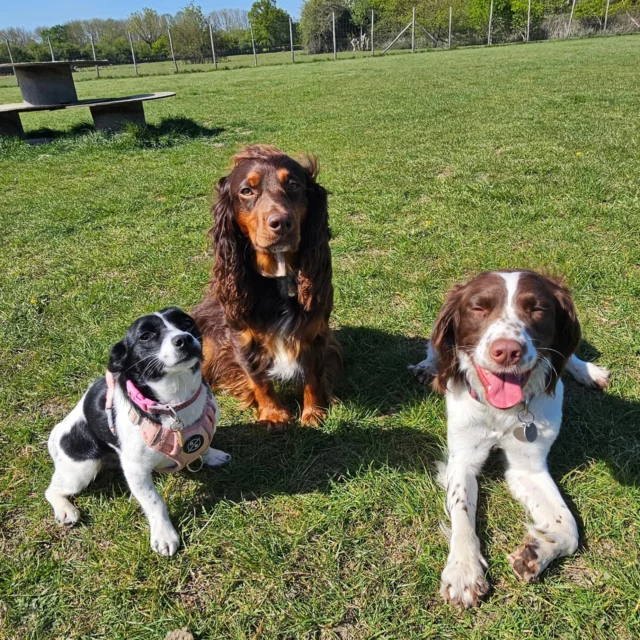 Dog Walking Services by Darren Larkin is the only independent business in the area that utilities a fully enclosed field for your dog/s safety.

We are more than just a service to take your dog out or call round for your wellness service.

It's about the relationship, love and bond we form with our clients dog's, so they feel loved and at ease when we arrive and throughout the day.

We pride ourselves on that personal service we deliver to you and your family member. 

Single Sessions ✔️
All-Day Sessions ✔️
Wellness checks ✔️ 
Home Pet Services ✔️
Pet sitting ✔️
Grooming Service ✔️
Out-of-Hours Service ✔️

For more information, please contact 07799 543484 or visit the website for more information. 

dogwalkingservicesdarrenlarkin.co.uk

We are listed on "The Good Dog Guide."