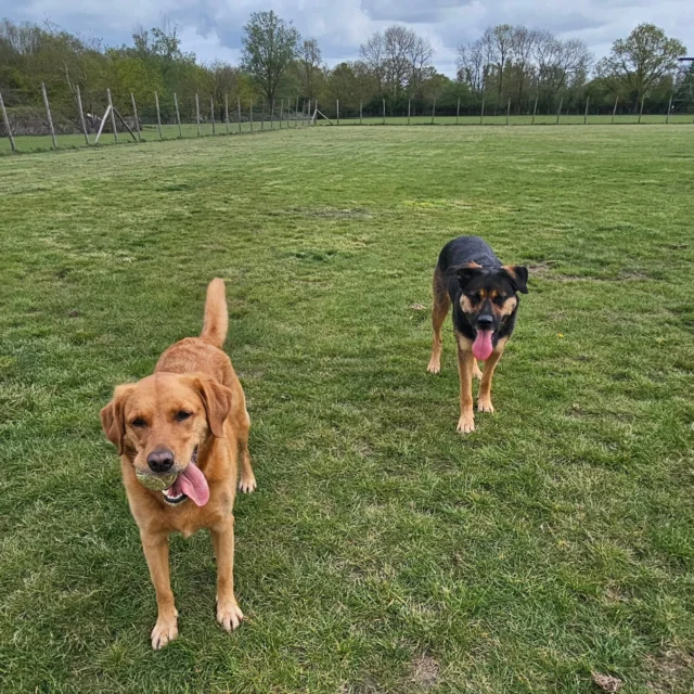 Dog Walking Services by Darren Larkin is the only independent business in the area that utilities a fully enclosed field for your dog/s safety.

We are more than just a service to take your dog out or call round for your wellness service.

It's about the relationship, love and bond we form with our clients dog's, so they feel loved and at ease when we arrive and throughout the day.

We pride ourselves on that personal service we deliver to you and your family member. 

Single Sessions ✔️
All-Day Sessions ✔️
Wellness checks ✔️ 
Home Pet Services ✔️
Pet sitting ✔️
Grooming Service ✔️
Out-of-Hours Service ✔️

For more information, please contact 07799 543484 or visit the website for more information. 

dogwalkingservicesdarrenlarkin.co.uk

We are listed on "The Good Dog Guide."