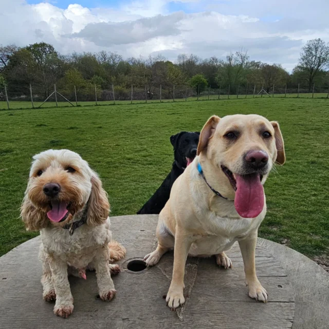 Dog Walking Services by Darren Larkin is the only independent business in the area that utilities a fully enclosed field for your dog/s safety.

We are more than just a service to take your dog out or call round for your wellness service.

It's about the relationship, love and bond we form with our clients dog's, so they feel loved and at ease when we arrive and throughout the day.

We pride ourselves on that personal service we deliver to you and your family member. 

Single Sessions ✔️
All-Day Sessions ✔️
Wellness checks ✔️ 
Home Pet Services ✔️
Pet sitting ✔️
Grooming Service ✔️
Out-of-Hours Service ✔️

For more information, please contact 07799 543484 or visit the website for more information. 

dogwalkingservicesdarrenlarkin.co.uk

We are listed on "The Good Dog Guide."