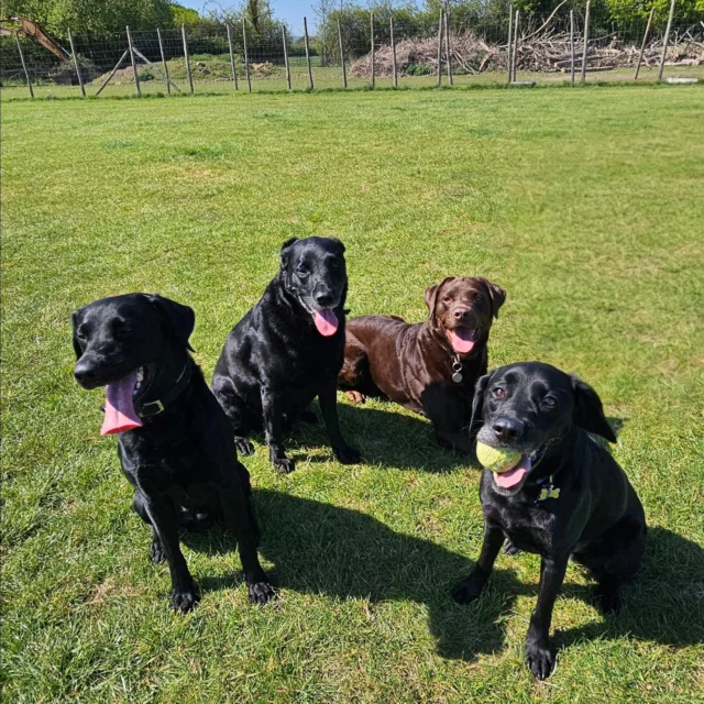 Dog Walking Services by Darren Larkin is the only independent business in the area that utilities a fully enclosed field for your dog/s safety.

We are more than just a service to take your dog out or call round for your wellness service.

It's about the relationship, love and bond we form with our clients dog's, so they feel loved and at ease when we arrive and throughout the day.

We pride ourselves on that personal service we deliver to you and your family member. 

Single Sessions ✔️
All-Day Sessions ✔️
Wellness checks ✔️ 
Home Pet Services ✔️
Pet sitting ✔️
Grooming Service ✔️
Out-of-Hours Service ✔️

For more information, please contact 07799 543484 or visit the website for more information. 

dogwalkingservicesdarrenlarkin.co.uk

We are listed on "The Good Dog Guide."