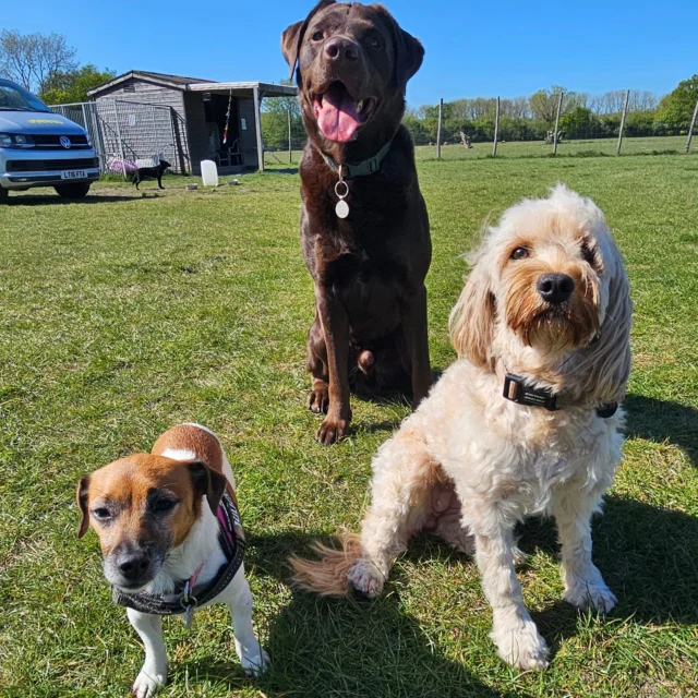 Dog Walking Services by Darren Larkin is the only independent business in the area that utilities a fully enclosed field for your dog/s safety.

We are more than just a service to take your dog out or call round for your wellness service.

It's about the relationship, love and bond we form with our clients dog's, so they feel loved and at ease when we arrive and throughout the day.

We pride ourselves on that personal service we deliver to you and your family member. 

Single Sessions ✔️
All-Day Sessions ✔️
Wellness checks ✔️ 
Home Pet Services ✔️
Pet sitting ✔️
Grooming Service ✔️
Out-of-Hours Service ✔️

For more information, please contact 07799 543484 or visit the website for more information. 

dogwalkingservicesdarrenlarkin.co.uk

We are listed on "The Good Dog Guide."