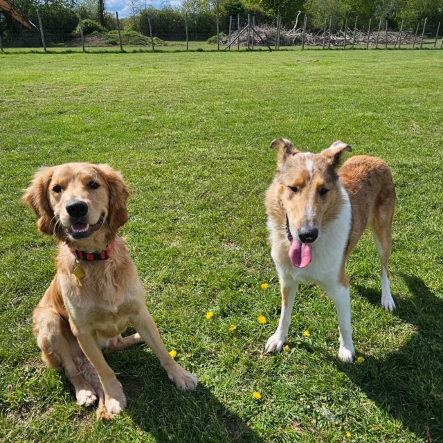 Dog Walking Services by Darren Larkin is the only independent business in the area that utilities a fully enclosed field for your dog/s safety.

We are more than just a service to take your dog out or call round for your wellness service.

It's about the relationship, love and bond we form with our clients dog's, so they feel loved and at ease when we arrive and throughout the day.

We pride ourselves on that personal service we deliver to you and your family member. 

Single Sessions ✔️
All-Day Sessions ✔️
Wellness checks ✔️ 
Home Pet Services ✔️
Pet sitting ✔️
Grooming Service ✔️
Out-of-Hours Service ✔️

For more information, please contact 07799 543484 or visit the website for more information. 

dogwalkingservicesdarrenlarkin.co.uk

We are listed on "The Good Dog Guide."