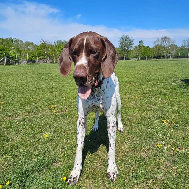 Dog Walking Services by Darren Larkin is the only independent business in the area that utilities a fully enclosed field for your dog/s safety.

We are more than just a service to take your dog out or call round for your wellness service.

It's about the relationship, love and bond we form with our clients dog's, so they feel loved and at ease when we arrive and throughout the day.

We pride ourselves on that personal service we deliver to you and your family member. 

Single Sessions ✔️
All-Day Sessions ✔️
Wellness checks ✔️ 
Home Pet Services ✔️
Pet sitting ✔️
Grooming Service ✔️
Out-of-Hours Service ✔️

For more information, please contact 07799 543484 or visit the website for more information. 

dogwalkingservicesdarrenlarkin.co.uk

We are listed on "The Good Dog Guide."