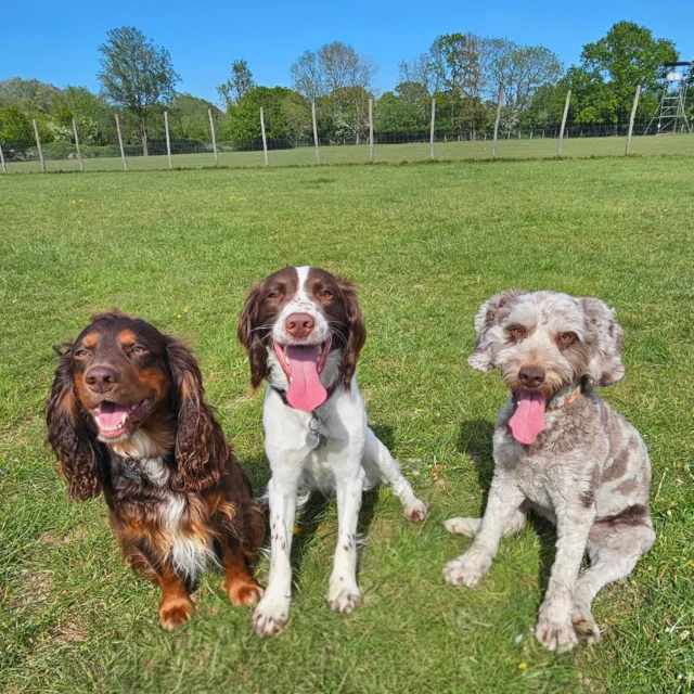 Dog Walking Services by Darren Larkin is the only independent business in the area that utilities a fully enclosed field for your dog/s safety.

We are more than just a service to take your dog out or call round for your wellness service.

It's about the relationship, love and bond we form with our clients dog's, so they feel loved and at ease when we arrive and throughout the day.

We pride ourselves on that personal service we deliver to you and your family member. 

Single Sessions ✔️
All-Day Sessions ✔️
Wellness checks ✔️ 
Home Pet Services ✔️
Pet sitting ✔️
Grooming Service ✔️
Out-of-Hours Service ✔️

For more information, please contact 07799 543484 or visit the website for more information. 

dogwalkingservicesdarrenlarkin.co.uk

We are listed on "The Good Dog Guide."