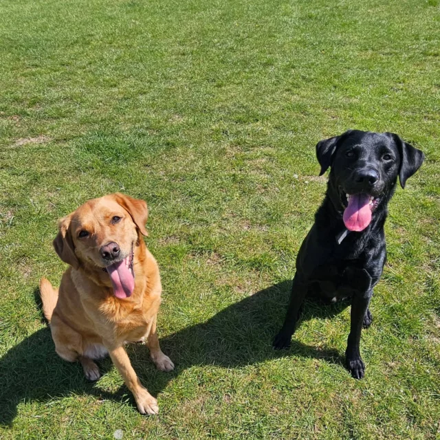 Dog Walking Services by Darren Larkin is the only independent business in the area that utilities a fully enclosed field for your dog/s safety.

We are more than just a service to take your dog out or call round for your wellness service.

It's about the relationship, love and bond we form with our clients dog's, so they feel loved and at ease when we arrive and throughout the day.

We pride ourselves on that personal service we deliver to you and your family member. 

Single Sessions ✔️
All-Day Sessions ✔️
Wellness checks ✔️ 
Home Pet Services ✔️
Pet sitting ✔️
Grooming Service ✔️
Out-of-Hours Service ✔️

For more information, please contact 07799 543484 or visit the website for more information. 

dogwalkingservicesdarrenlarkin.co.uk

We are listed on "The Good Dog Guide."