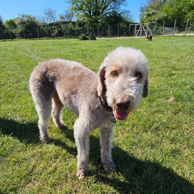 Please welcome Percy to Dog Walking Services by Darren Larkin 🐕