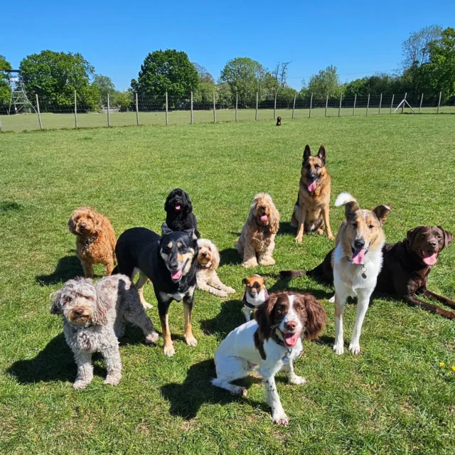 Dog Walking Services by Darren Larkin is the only independent business in the area that utilities a fully enclosed field for your dog/s safety.

We are more than just a service to take your dog out or call round for your wellness service.

It's about the relationship, love and bond we form with our clients dog's, so they feel loved and at ease when we arrive and throughout the day.

We pride ourselves on that personal service we deliver to you and your family member. 

Single Sessions ✔️
All-Day Sessions ✔️
Wellness checks ✔️ 
Home Pet Services ✔️
Pet sitting ✔️
Grooming Service ✔️
Out-of-Hours Service ✔️

For more information, please contact 07799 543484 or visit the website for more information. 

dogwalkingservicesdarrenlarkin.co.uk

We are listed on "The Good Dog Guide."