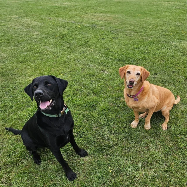 Please welcome Max and Bundle to Dog Walking Services by Darren Larkin 🐕