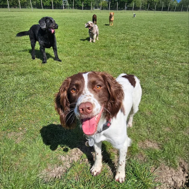 Dog Walking Services by Darren Larkin is the only independent business in the area that utilities a fully enclosed field for your dog/s safety.

We are more than just a service to take your dog out or call round for your wellness service.

It's about the relationship, love and bond we form with our clients dog's, so they feel loved and at ease when we arrive and throughout the day.

We pride ourselves on that personal service we deliver to you and your family member. 

Single Sessions ✔️
All-Day Sessions ✔️
Wellness checks ✔️ 
Home Pet Services ✔️
Pet sitting ✔️
Grooming Service ✔️
Out-of-Hours Service ✔️

For more information, please contact 07799 543484 or visit the website for more information. 

dogwalkingservicesdarrenlarkin.co.uk

We are listed on "The Good Dog Guide."