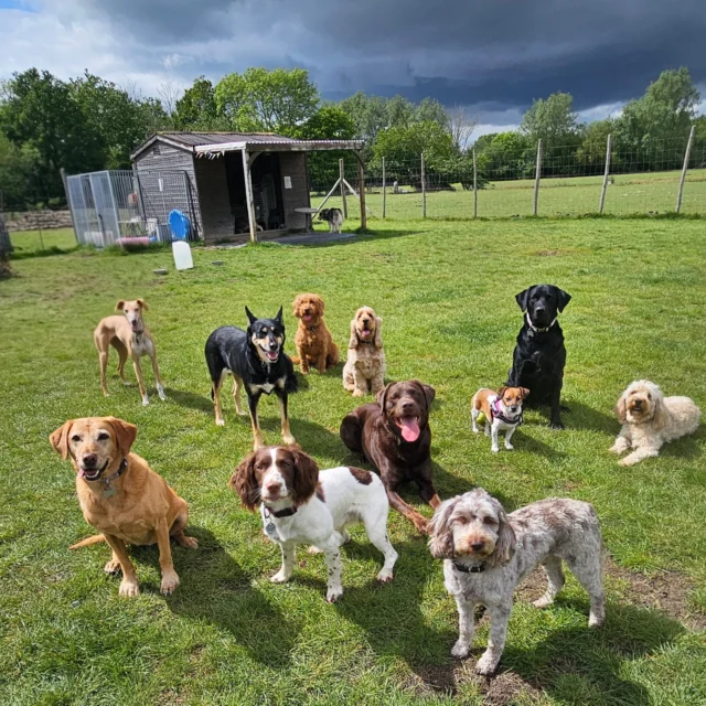 Dog Walking Services by Darren Larkin is the only independent business in the area that utilities a fully enclosed field for your dog/s safety.

We are more than just a service to take your dog out or call round for your wellness service.

It's about the relationship, love and bond we form with our clients dog's, so they feel loved and at ease when we arrive and throughout the day.

We pride ourselves on that personal service we deliver to you and your family member. 

Single Sessions ✔️
All-Day Sessions ✔️
Wellness checks ✔️ 
Home Pet Services ✔️
Pet sitting ✔️
Grooming Service ✔️
Out-of-Hours Service ✔️

For more information, please contact 07799 543484 or visit the website for more information. 

dogwalkingservicesdarrenlarkin.co.uk

We are listed on "The Good Dog Guide."