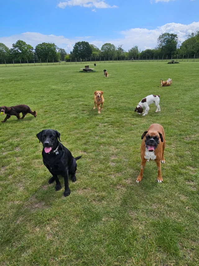 Dog Walking Services by Darren Larkin is the only independent business in the area that utilities a fully enclosed field for your dog/s safety.

We are more than just a service to take your dog out or call round for your wellness service.

It's about the relationship, love and bond we form with our clients dog's, so they feel loved and at ease when we arrive and throughout the day.

We pride ourselves on that personal service we deliver to you and your family member. 

Single Sessions ✔️
All-Day Sessions ✔️
Wellness checks ✔️ 
Home Pet Services ✔️
Pet sitting ✔️
Grooming Service ✔️
Out-of-Hours Service ✔️

For more information, please contact 07799 543484 or visit the website for more information. 

dogwalkingservicesdarrenlarkin.co.uk

We are listed on "The Good Dog Guide."
