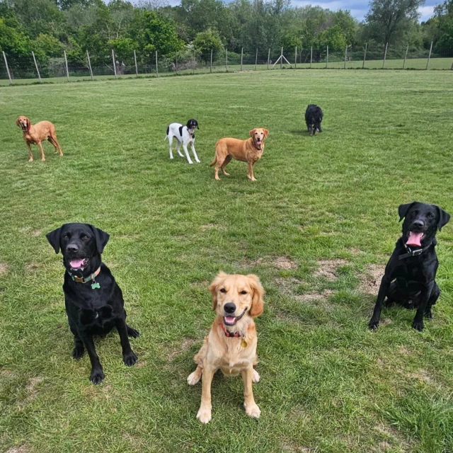 Dog Walking Services by Darren Larkin is the only independent business in the area that utilities a fully enclosed field for your dog/s safety.

We are more than just a service to take your dog out or call round for your wellness service.

It's about the relationship, love and bond we form with our clients dog's, so they feel loved and at ease when we arrive and throughout the day.

We pride ourselves on that personal service we deliver to you and your family member. 

Single Sessions ✔️
All-Day Sessions ✔️
Wellness checks ✔️ 
Home Pet Services ✔️
Pet sitting ✔️
Grooming Service ✔️
Out-of-Hours Service ✔️

For more information, please contact 07799 543484 or visit the website for more information. 

dogwalkingservicesdarrenlarkin.co.uk

We are listed on "The Good Dog Guide."