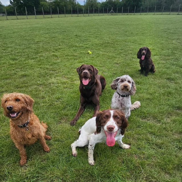 Dog Walking Services by Darren Larkin is the only independent business in the area that utilities a fully enclosed field for your dog/s safety.

We are more than just a service to take your dog out or call round for your wellness service.

It's about the relationship, love and bond we form with our clients dog's, so they feel loved and at ease when we arrive and throughout the day.

We pride ourselves on that personal service we deliver to you and your family member. 

Single Sessions ✔️
All-Day Sessions ✔️
Wellness checks ✔️ 
Home Pet Services ✔️
Pet sitting ✔️
Grooming Service ✔️
Out-of-Hours Service ✔️

For more information, please contact 07799 543484 or visit the website for more information. 

dogwalkingservicesdarrenlarkin.co.uk

We are listed on "The Good Dog Guide."