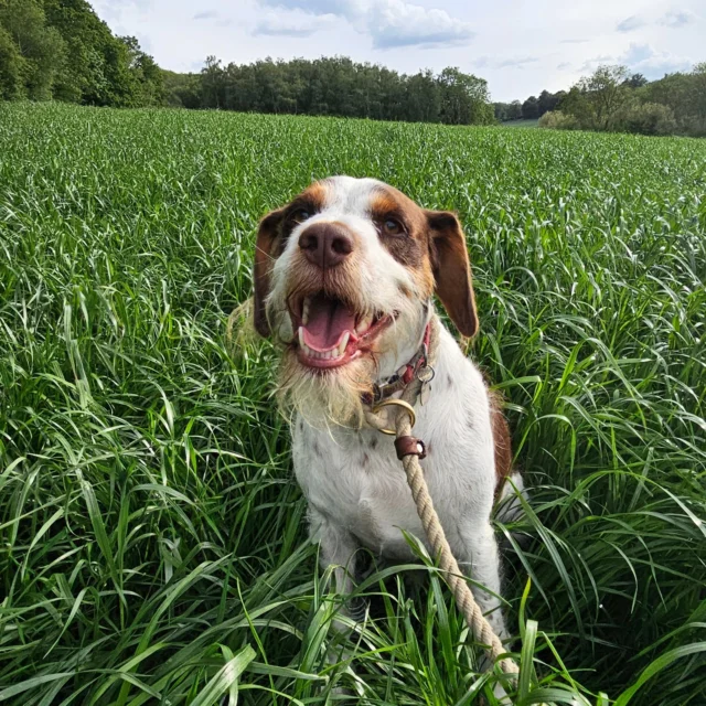 More amazing walks through the South of Tonbridge over the weekend. 

We pride ourselves on that personal service we deliver to you and your family member. 

Single Sessions ✔️
All-Day Sessions ✔️
Wellness checks ✔️ 
Home Pet Services ✔️
Pet sitting ✔️
Grooming Service ✔️
Out-of-Hours Service ✔️

For more information, please contact 07799 543484 or visit the website for more information. 

dogwalkingservicesdarrenlarkin.co.uk

We are listed on "The Good Dog Guide."