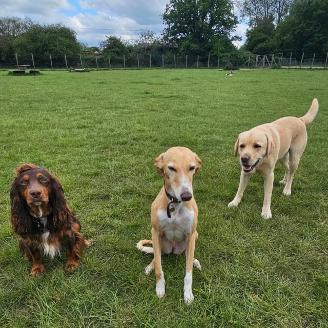 Dog Walking Services by Darren Larkin is the only independent business in the area that utilities a fully enclosed field for your dog/s safety.

We are more than just a service to take your dog out or call round for your wellness service.

It's about the relationship, love and bond we form with our clients dog's, so they feel loved and at ease when we arrive and throughout the day.

We pride ourselves on that personal service we deliver to you and your family member. 

Single Sessions ✔️
All-Day Sessions ✔️
Wellness checks ✔️ 
Home Pet Services ✔️
Pet sitting ✔️
Grooming Service ✔️
Out-of-Hours Service ✔️

For more information, please contact 07799 543484 or visit the website for more information. 

dogwalkingservicesdarrenlarkin.co.uk

We are listed on "The Good Dog Guide."
